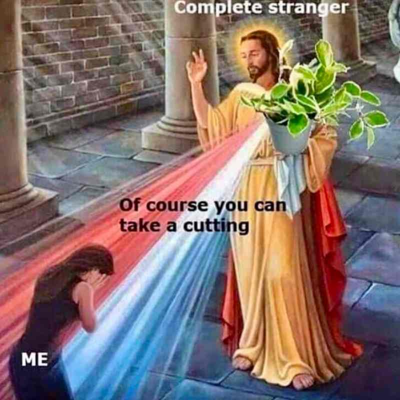 40 Hilarious Plant Memes That Every Gardener Can Relate To