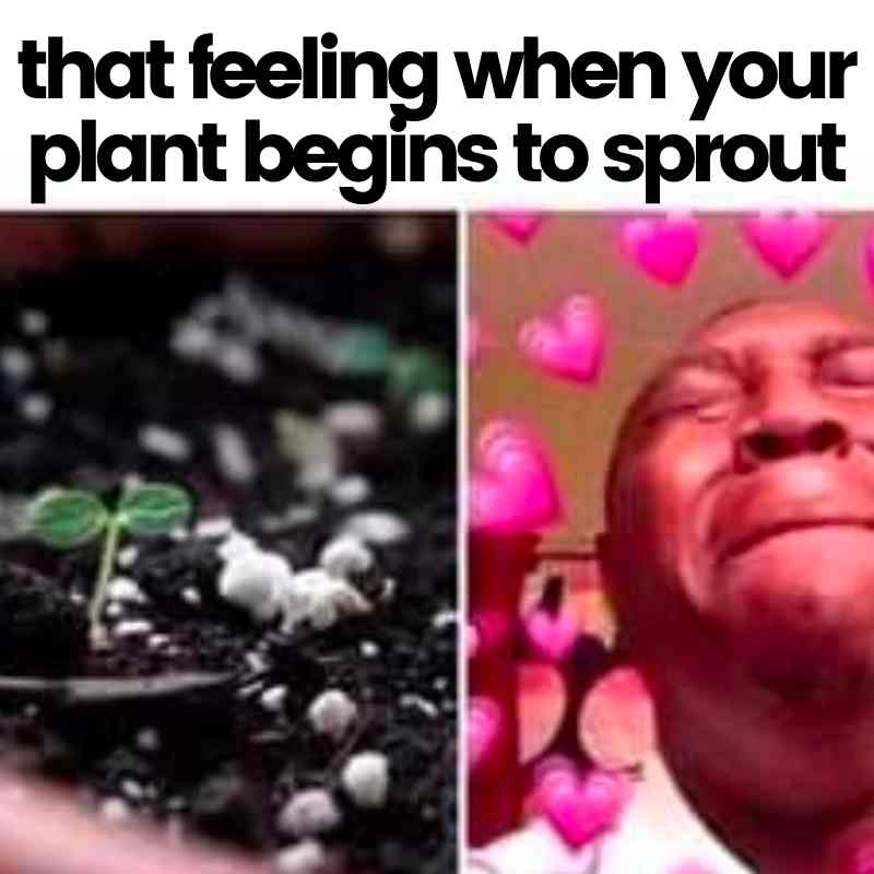 40 Hilarious Plant Memes That Every Gardener Can Relate To