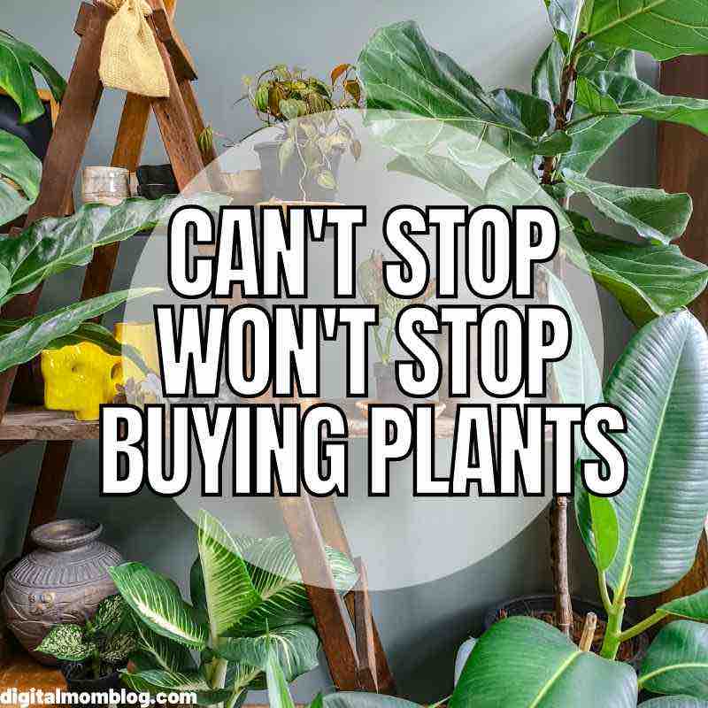 40 Hilarious Plant Memes That Every Gardener Can Relate To