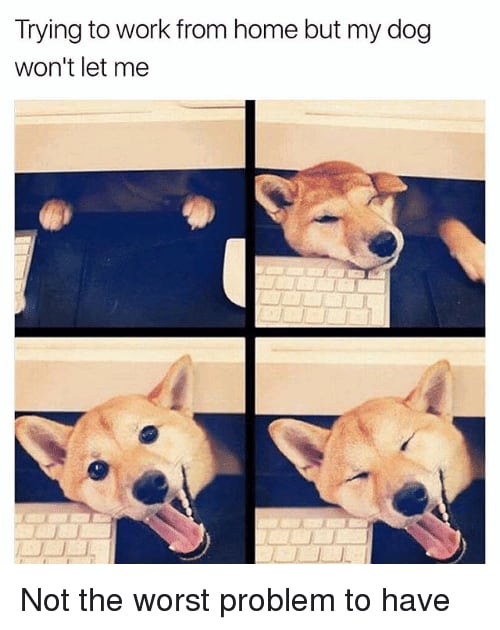 70 Funny Work From Home Memes Remote Workers Will Relate To