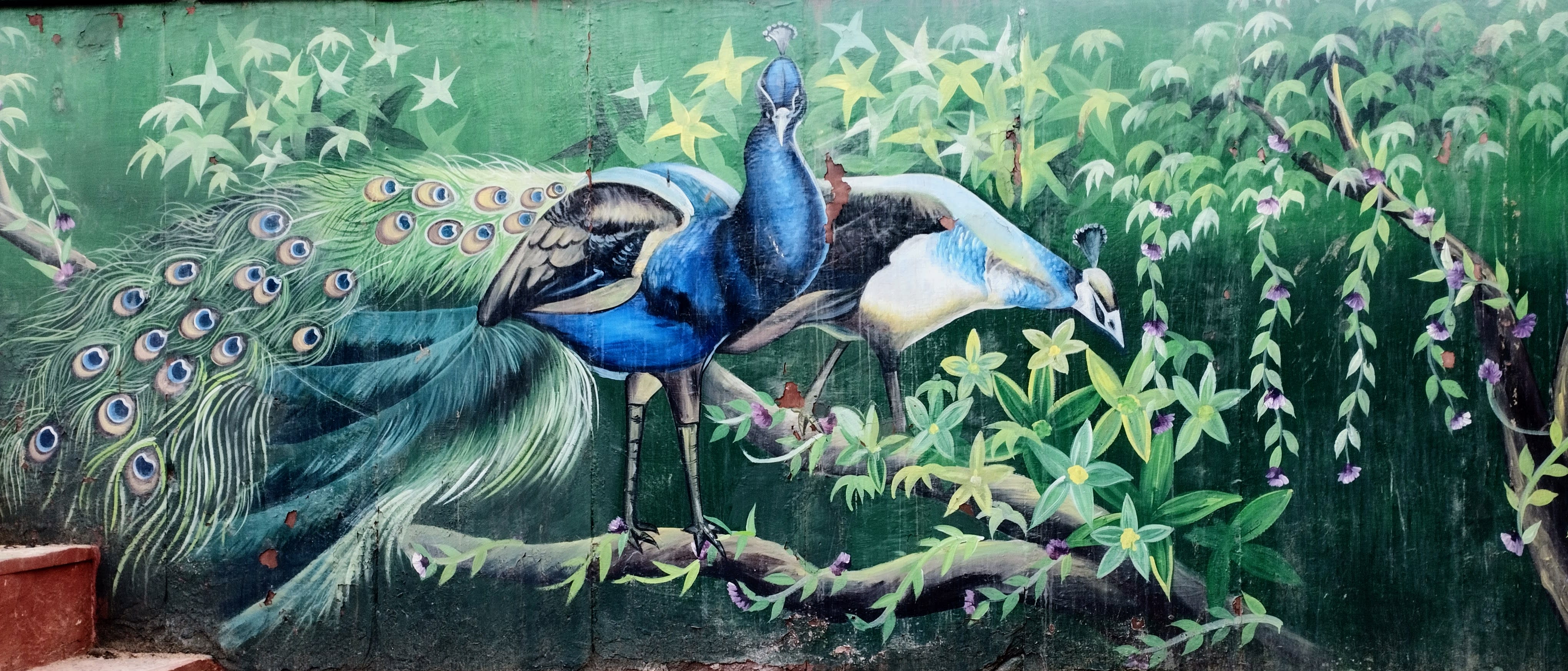 peacocks