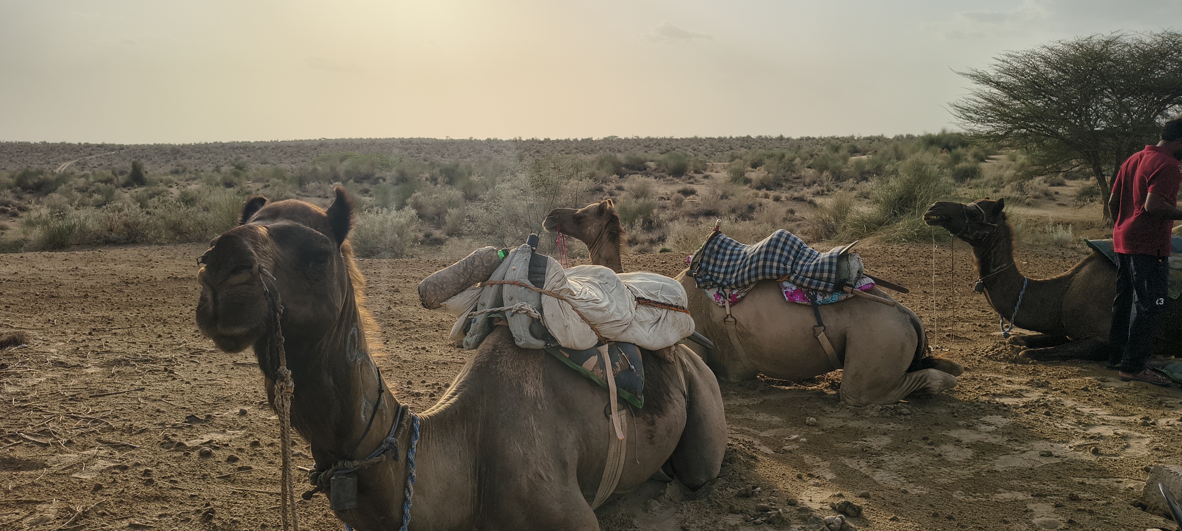 Camels