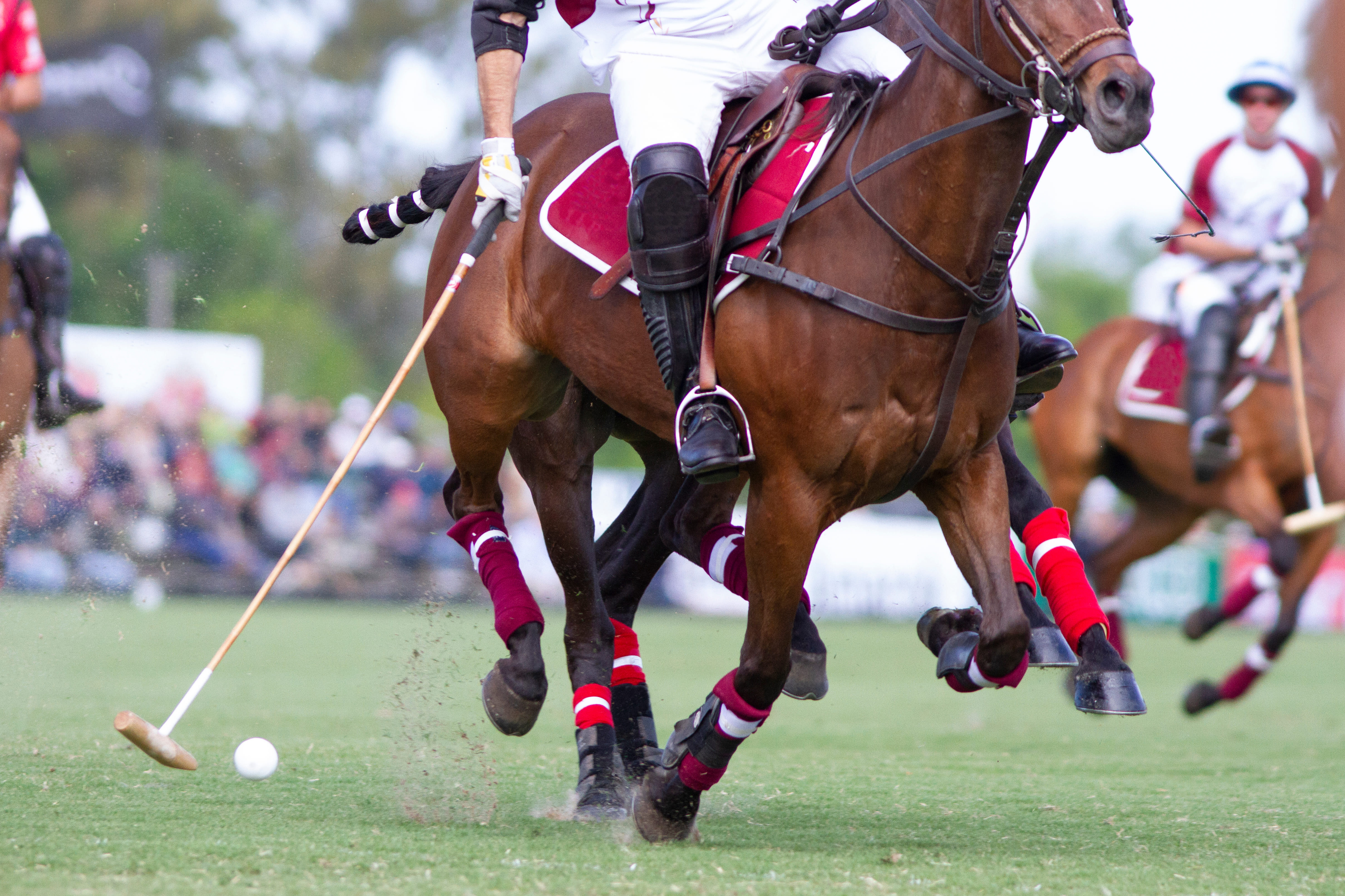 Polo close-up — equestrian craftsmanship
