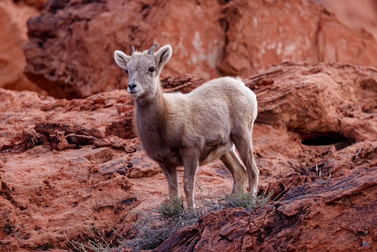 Bighorn Sheep