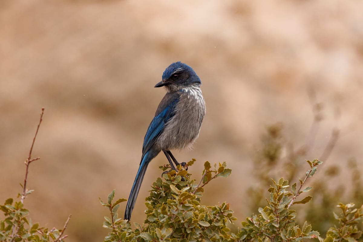Woodhouse's Scrub-Jay