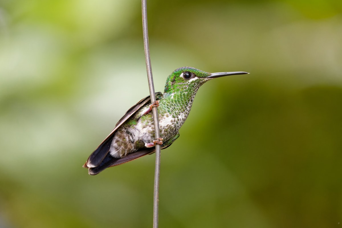 Hummingbird