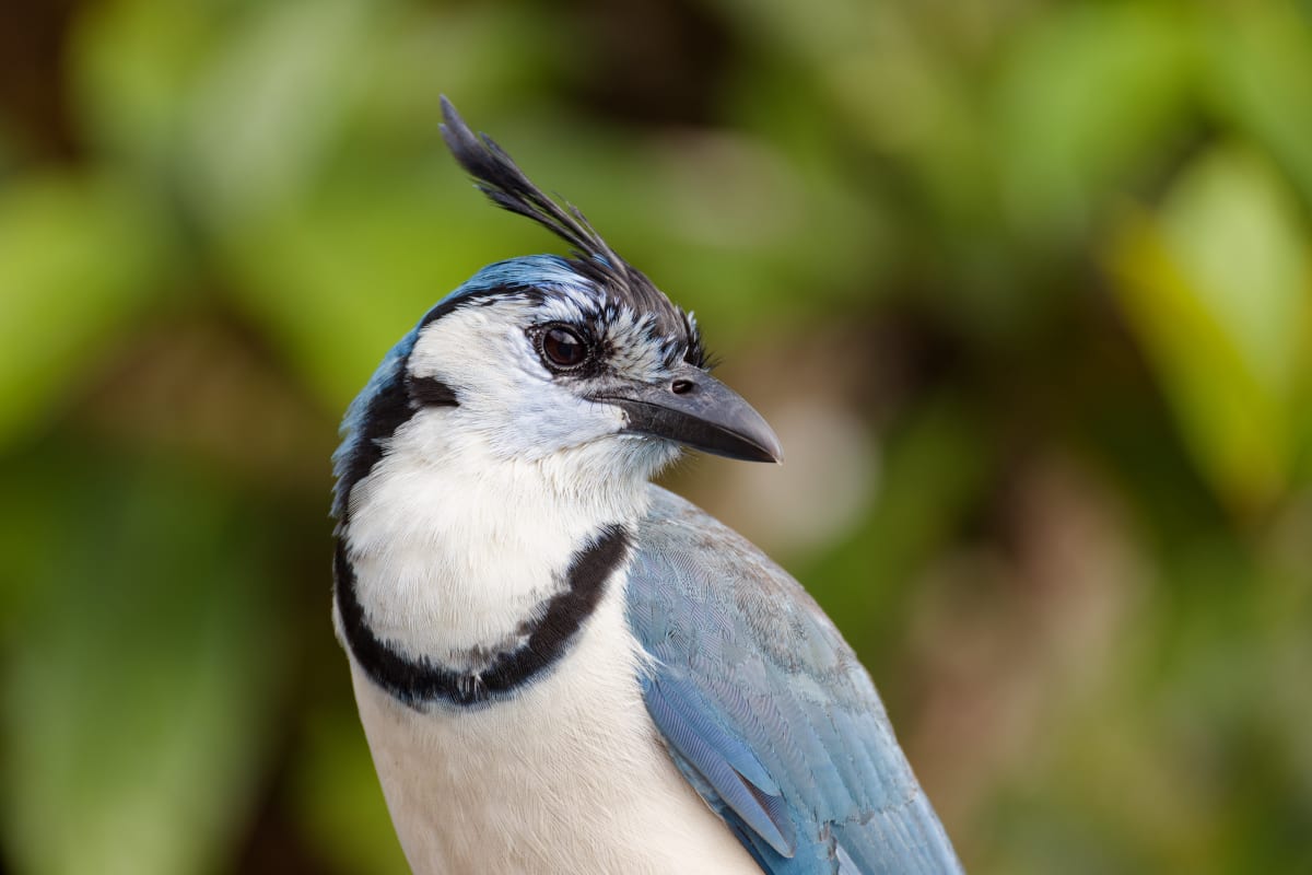 Blue Jay