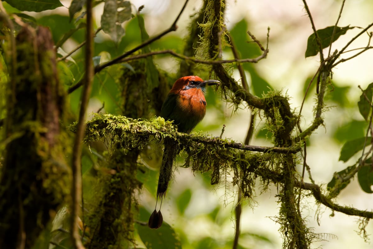 Broad-billed Motmot