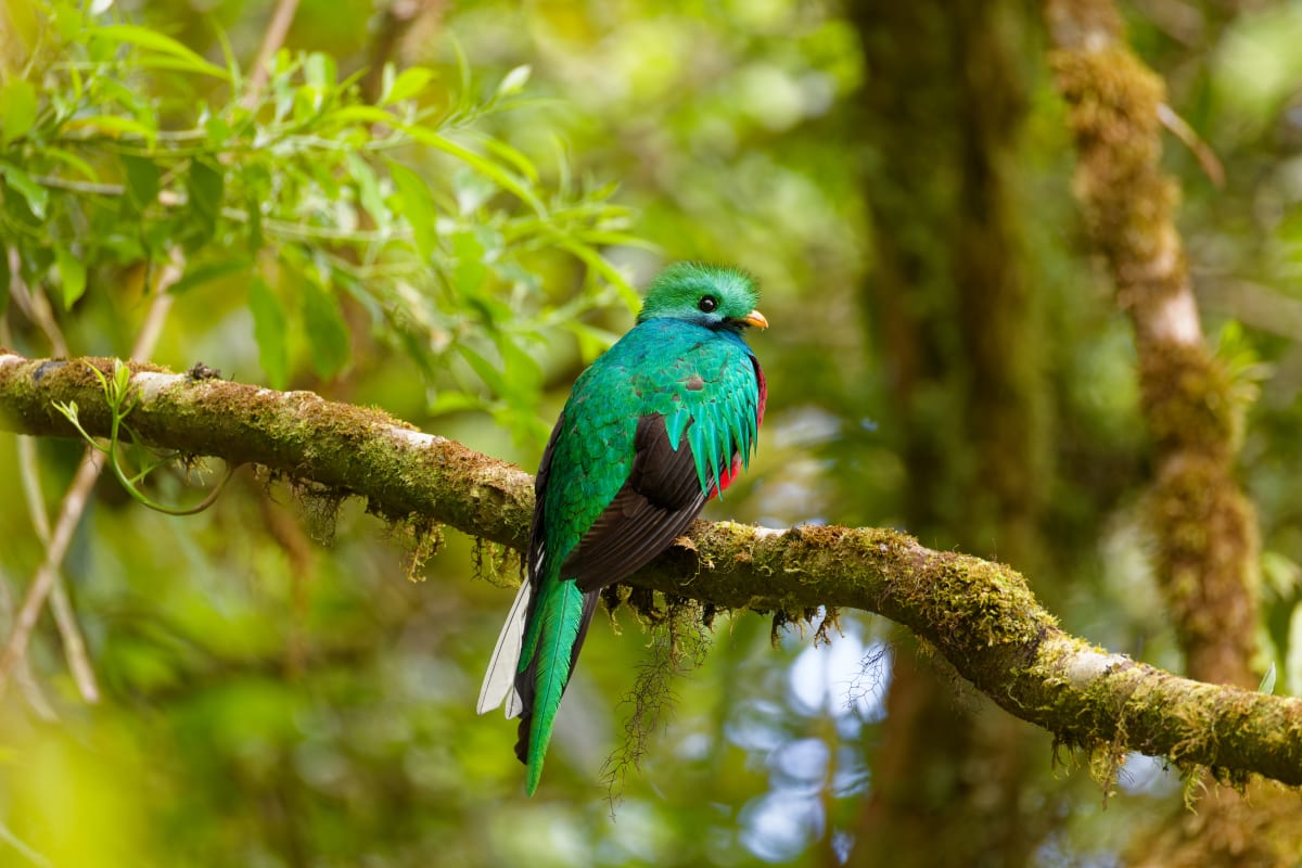 Resplendent Quetzal