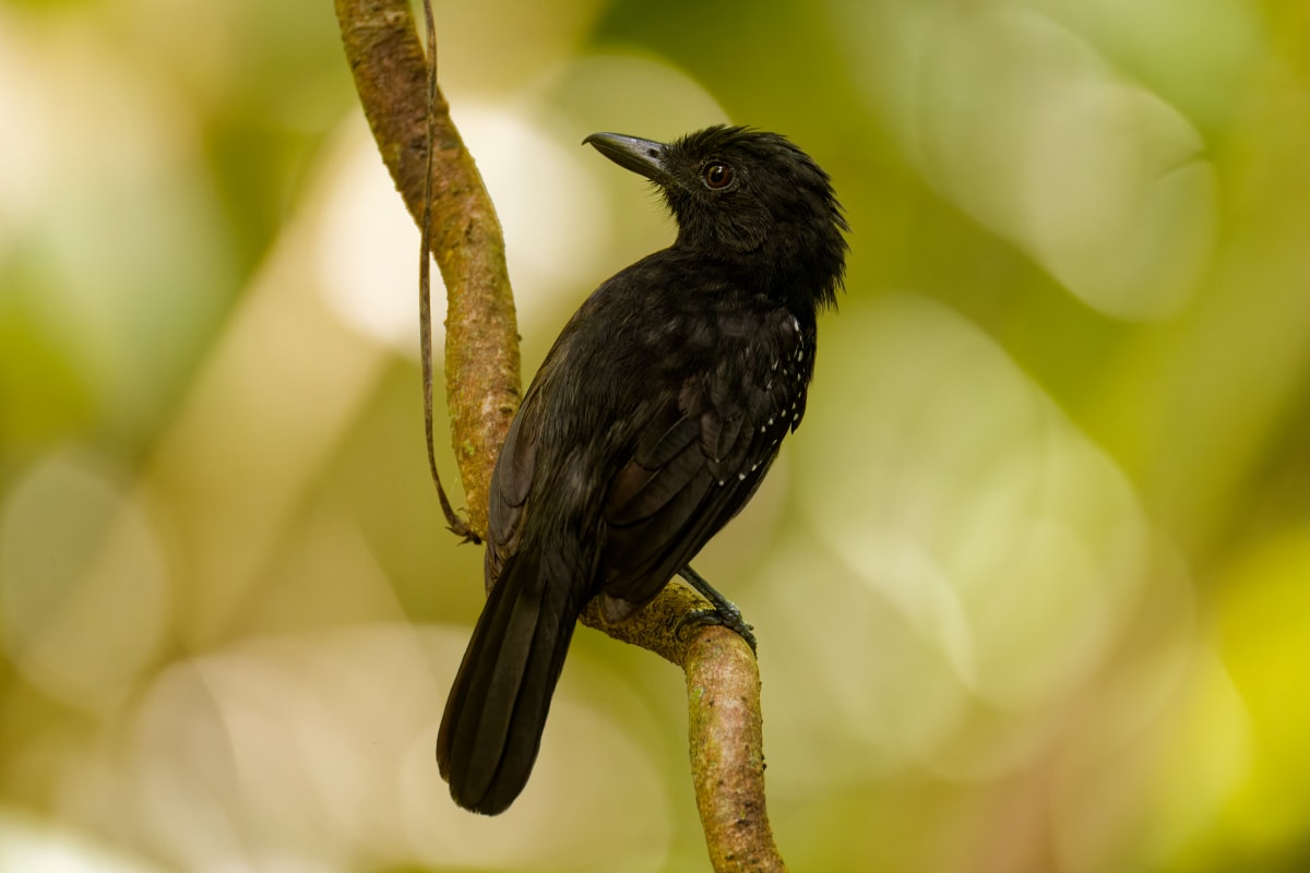 Black-hooded Antshrike