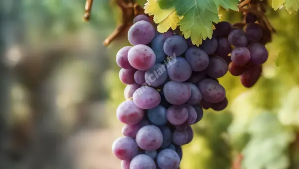 The Meaning of Seeing Grapes in Your Dream