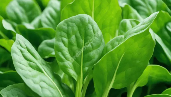Unlocking the Hidden Meanings of Dreaming about Spinach