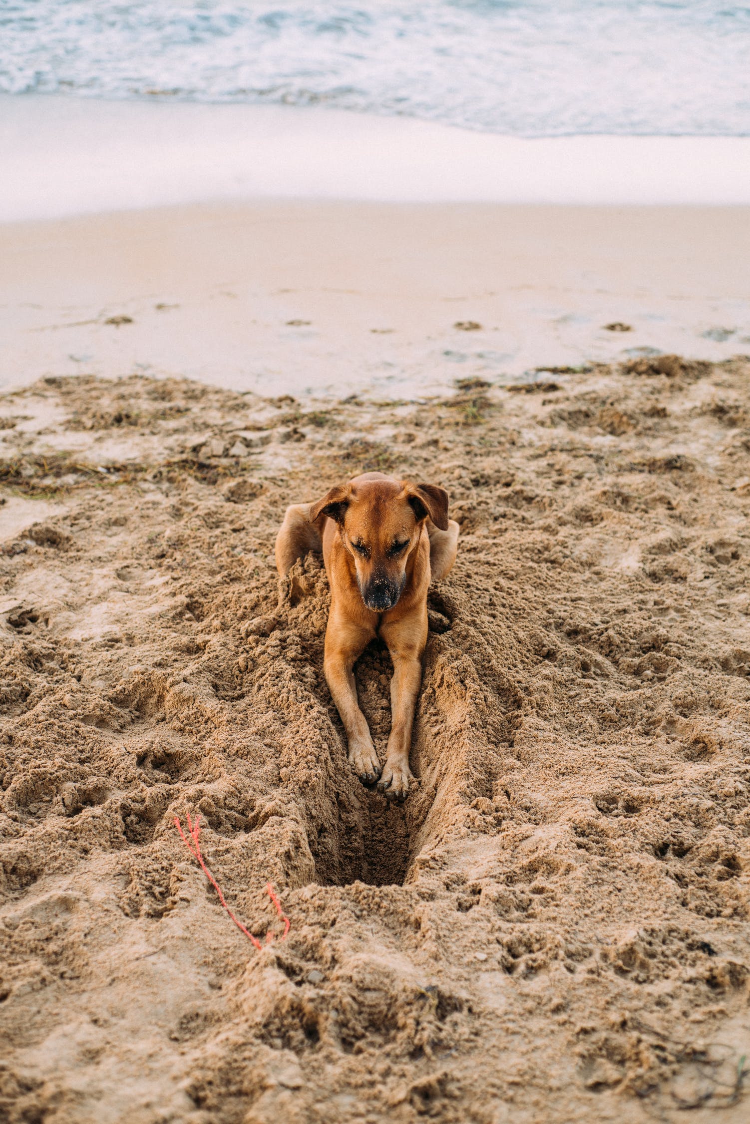 dog-sand.jpeg