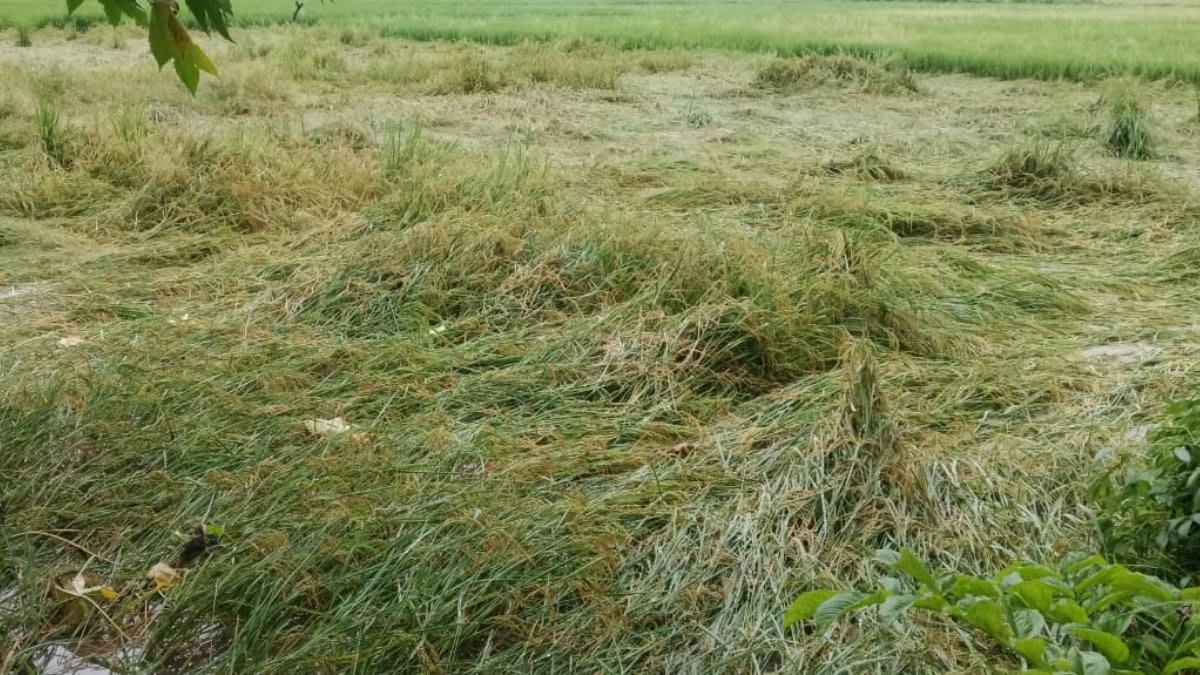  धान जमीन पर बिछा, केला 50-60% तक तबाह; किसानों को लागत डूबने की चिंता   