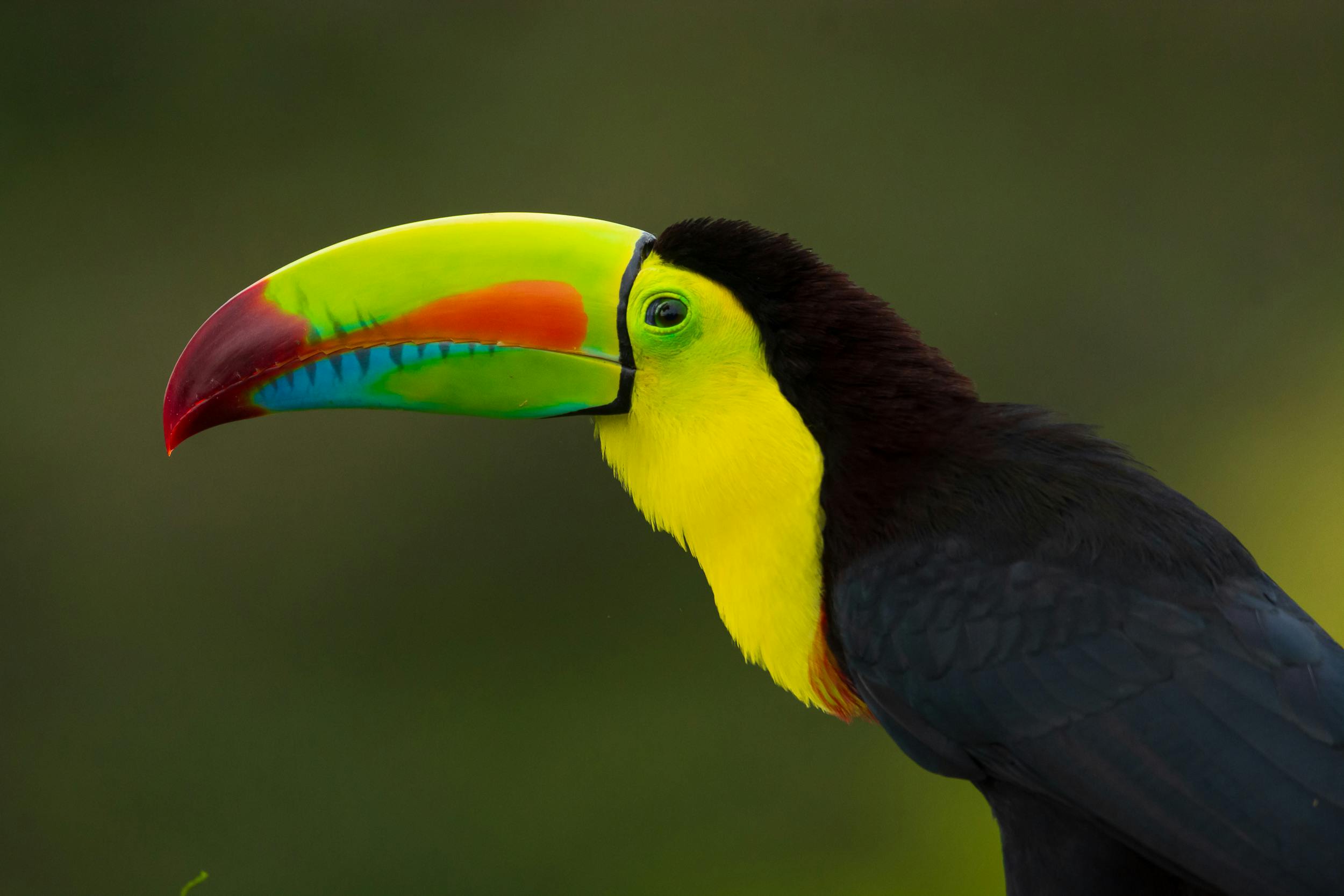 Toucan Tex