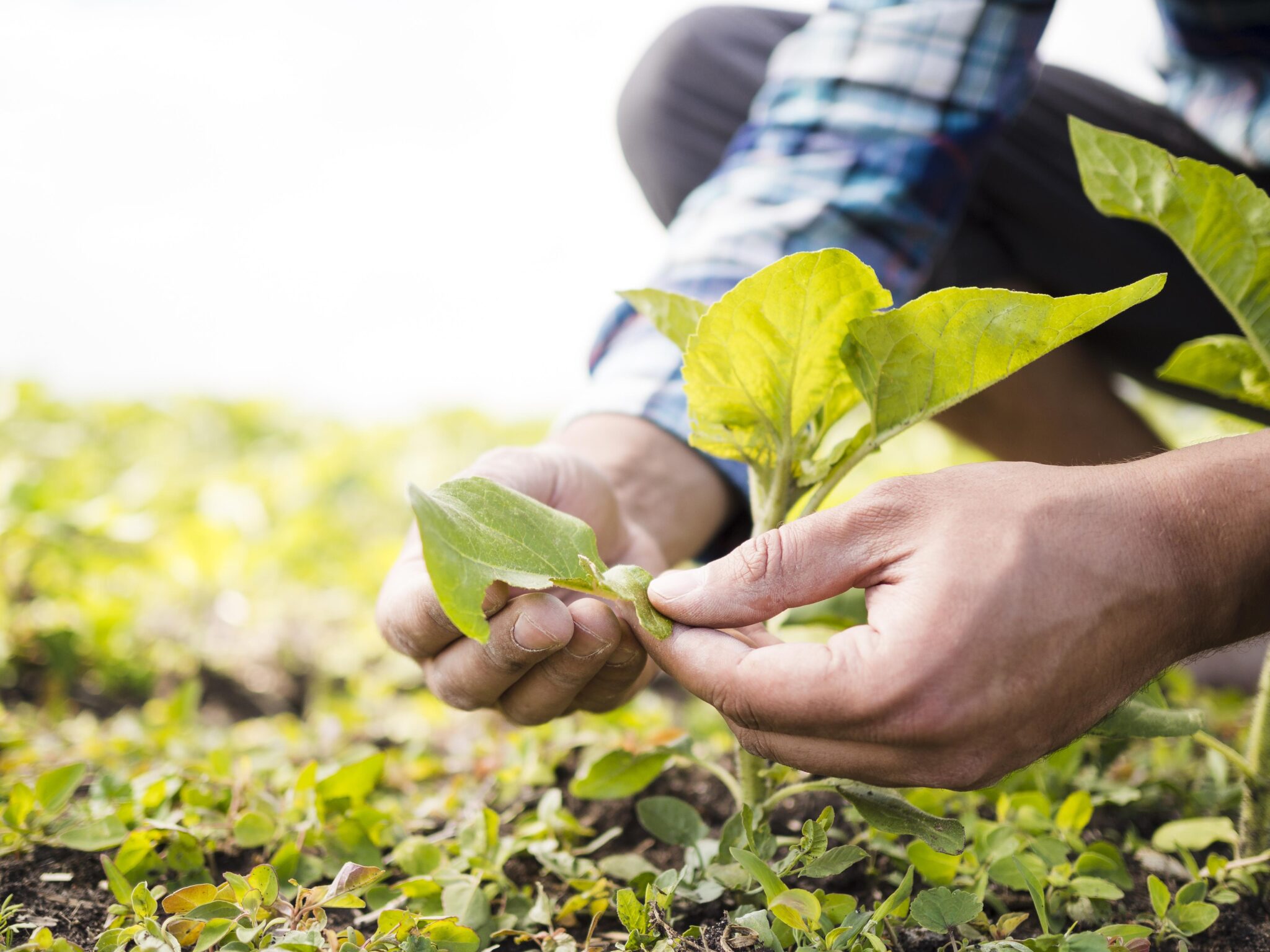 Sustainable agriculture: definition, principles and benefits