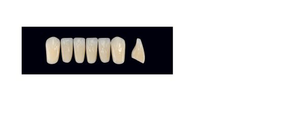 TENNER FRONT UCS D2 ARTEGRAL LIFE