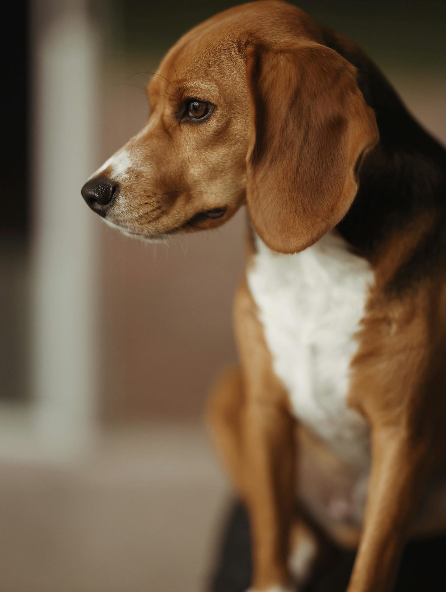 The Hound of the Baskervilles