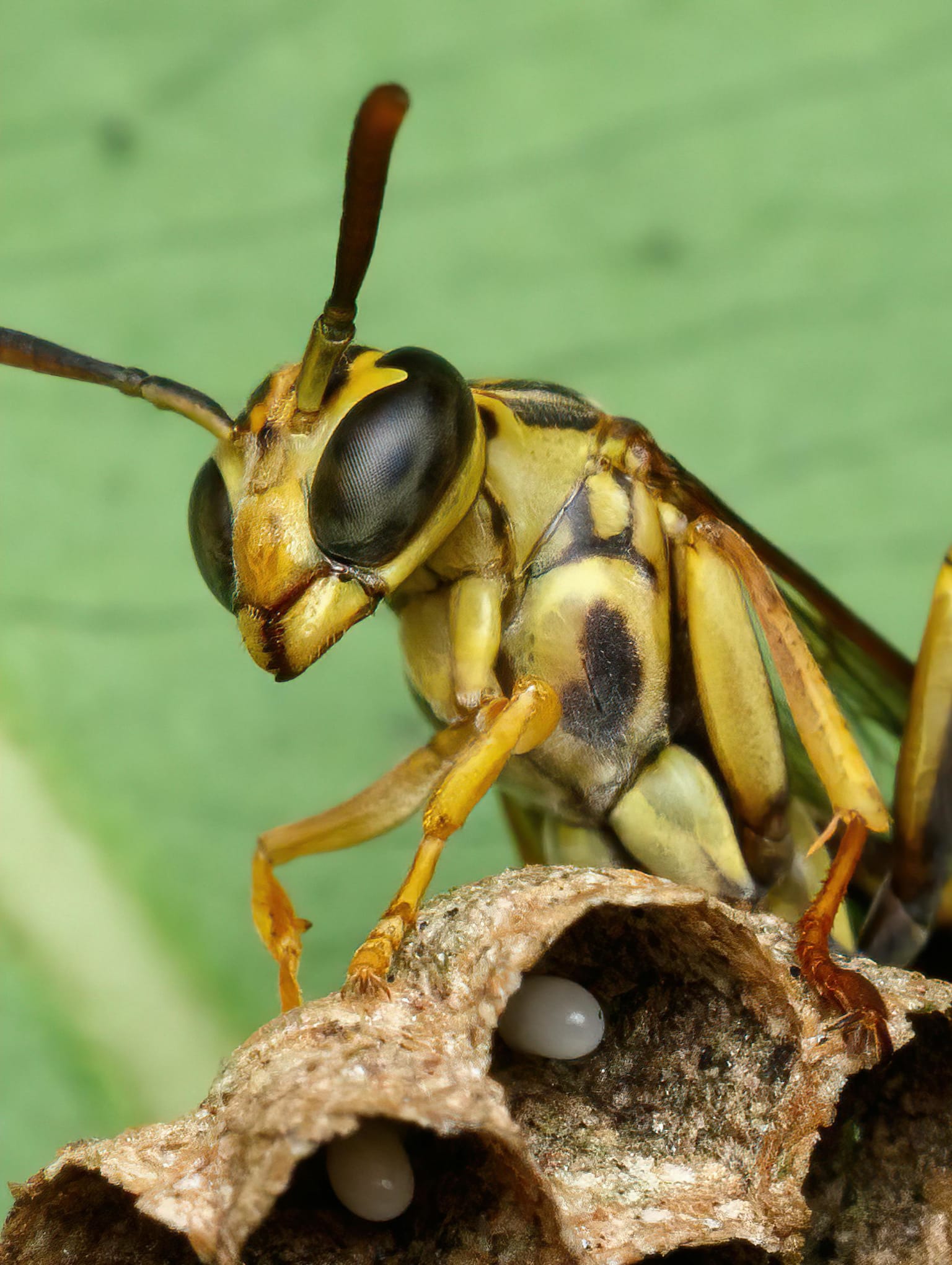 The Nature Fix: Why Nature Makes Us Happier, Healthier, and More Creative