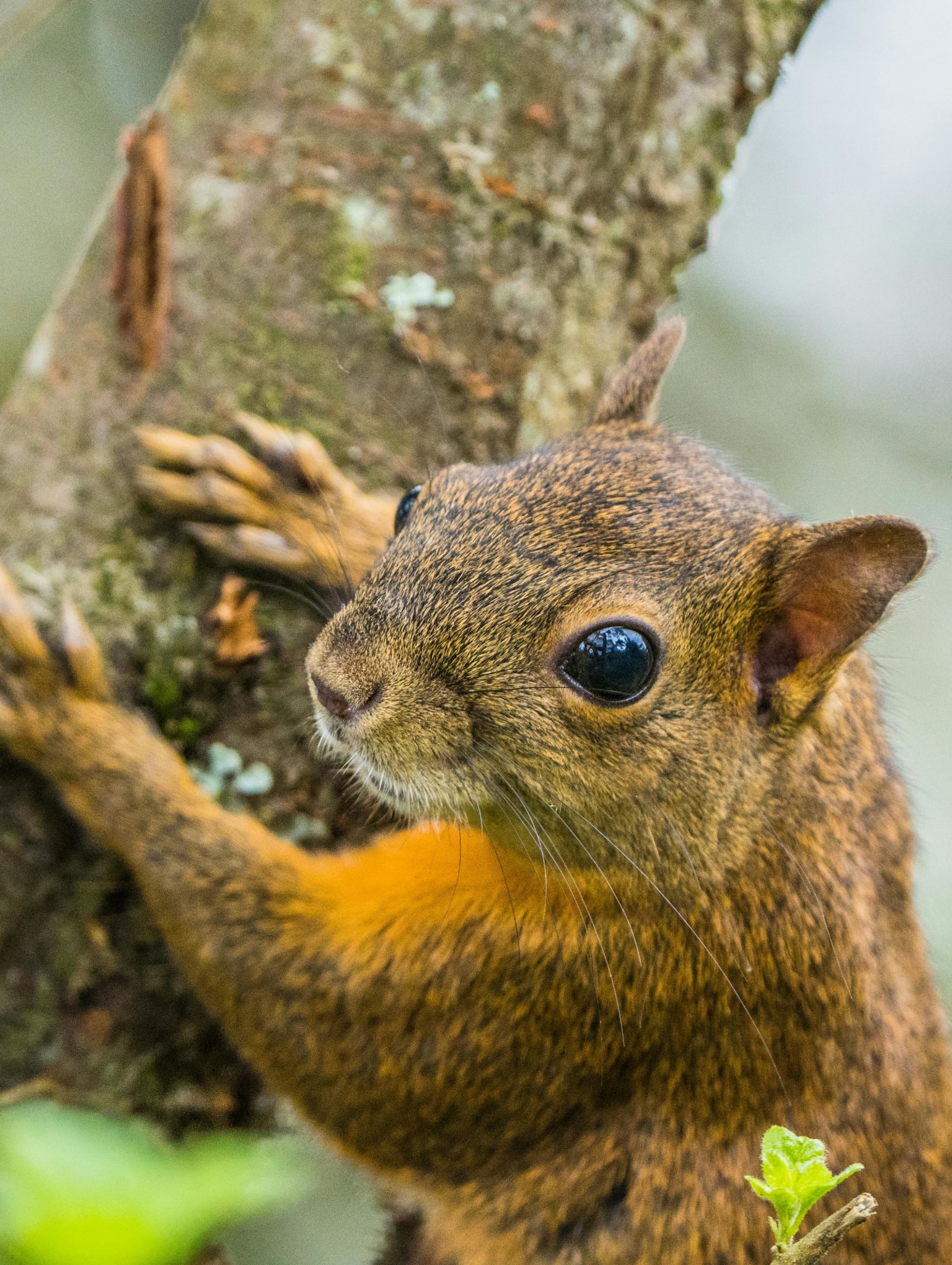 Wild: From Lost to Found on the Pacific Crest Trail