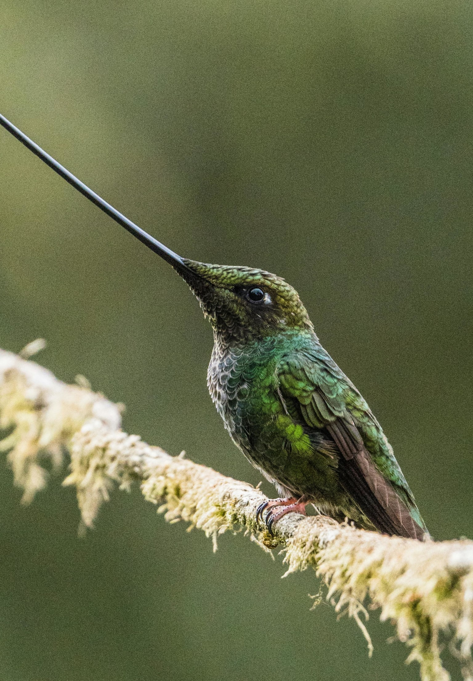 Cozy: The Art of Arranging Yourself in the World