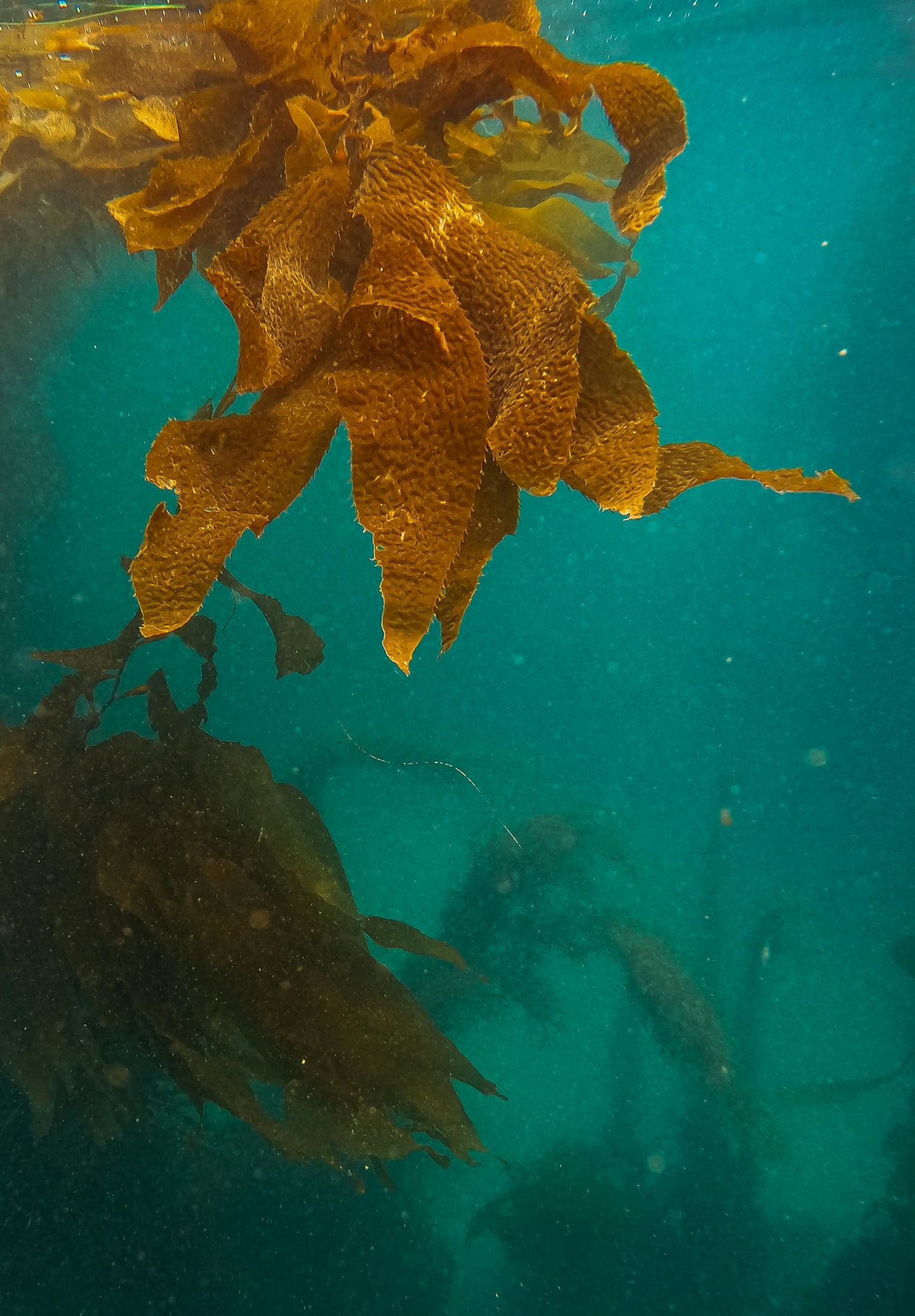 Deep: Freediving, Renegade Science, and What the Ocean Tells Us About Ourselves