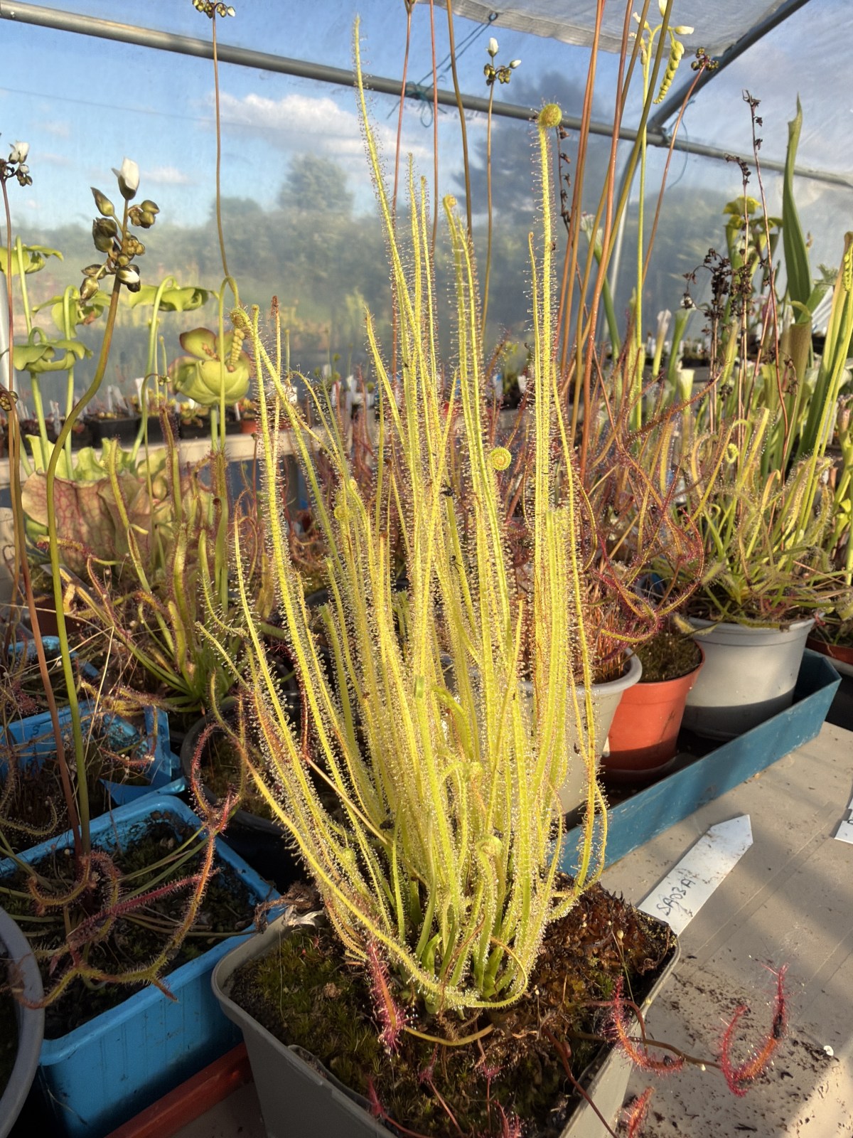 Filiformis var. gigantea — photo 1