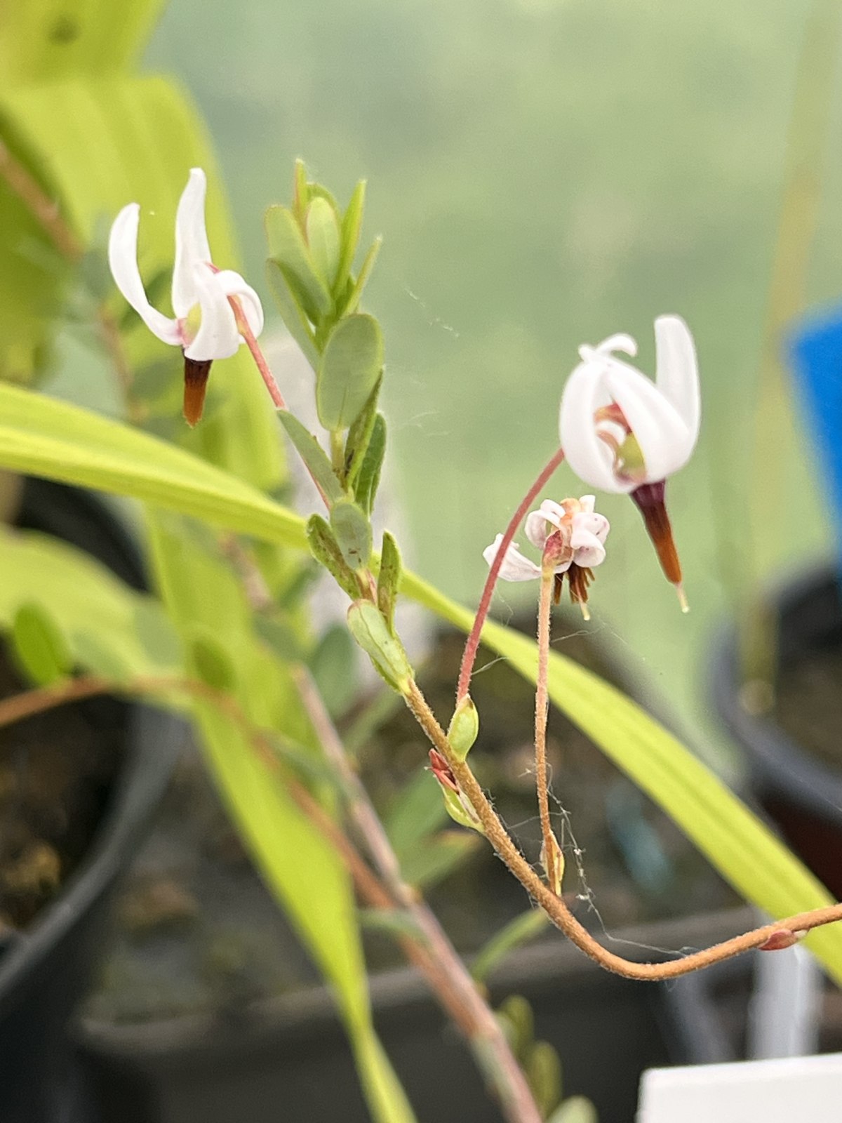 Vaccinium macrocarpon — photo 1