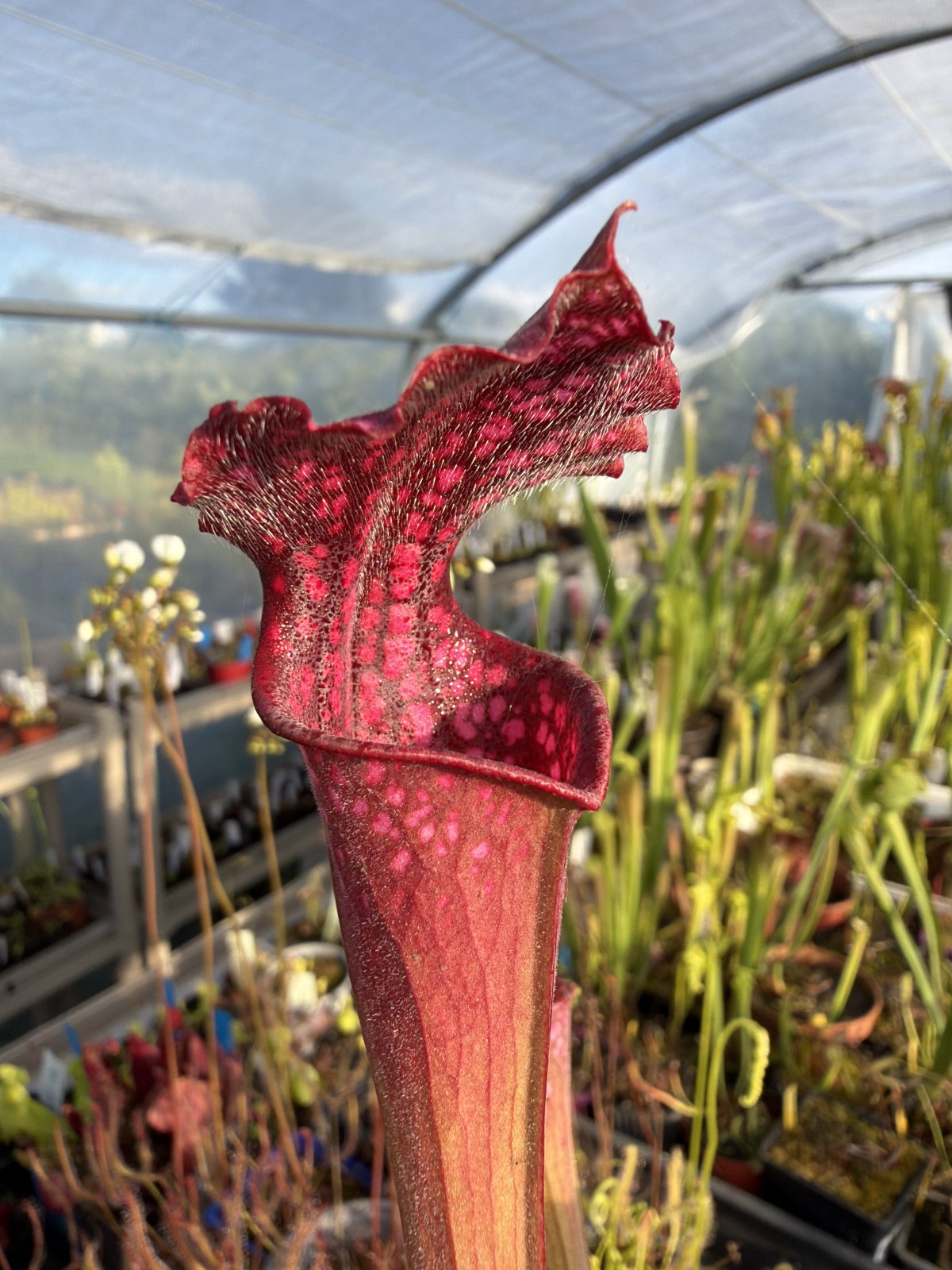 Leucophylla Bonbon F2 — photo 2