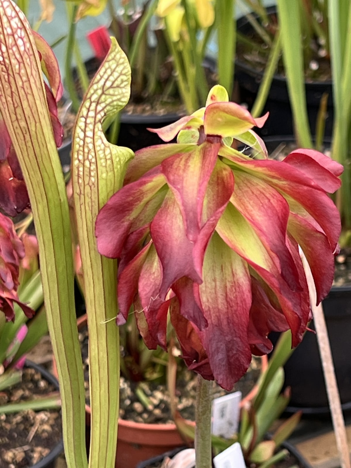 Leucophylla 'Tarnok' — photo 1