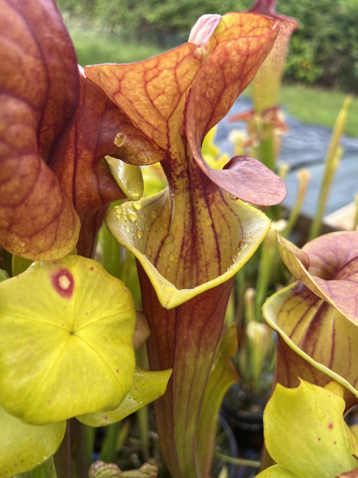 Sarracenia flava — photo 2