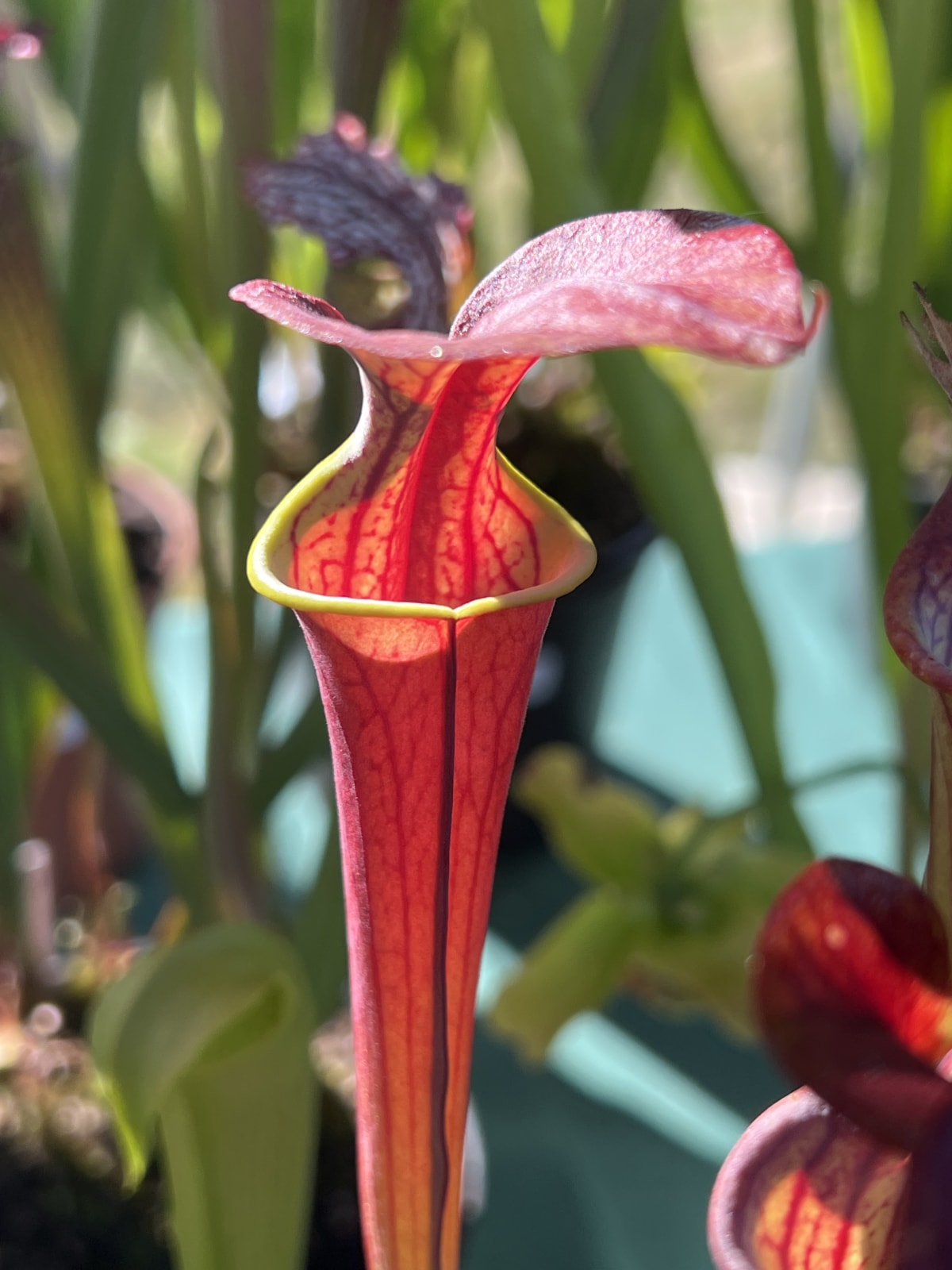 'Waccamaw F2 rouge' — photo 2