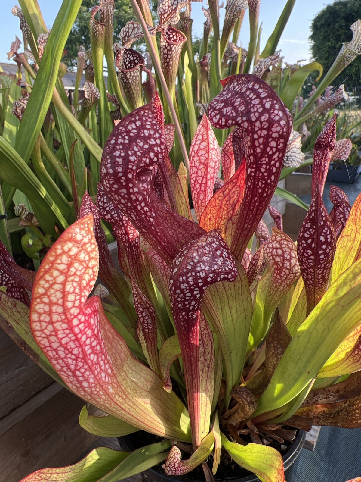 'Scarlet Belle' — photo 1