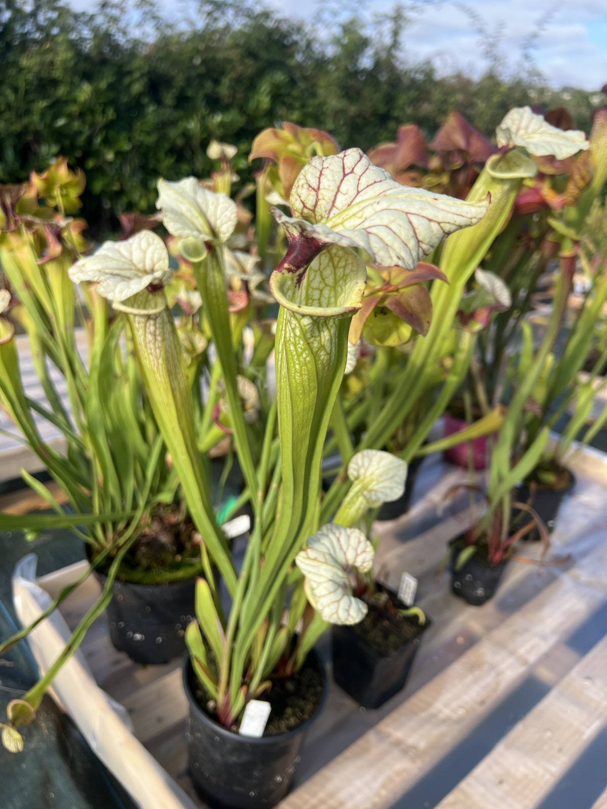 'S x Moorei - - Flava var. rugelii x leucophylla' — photo 1