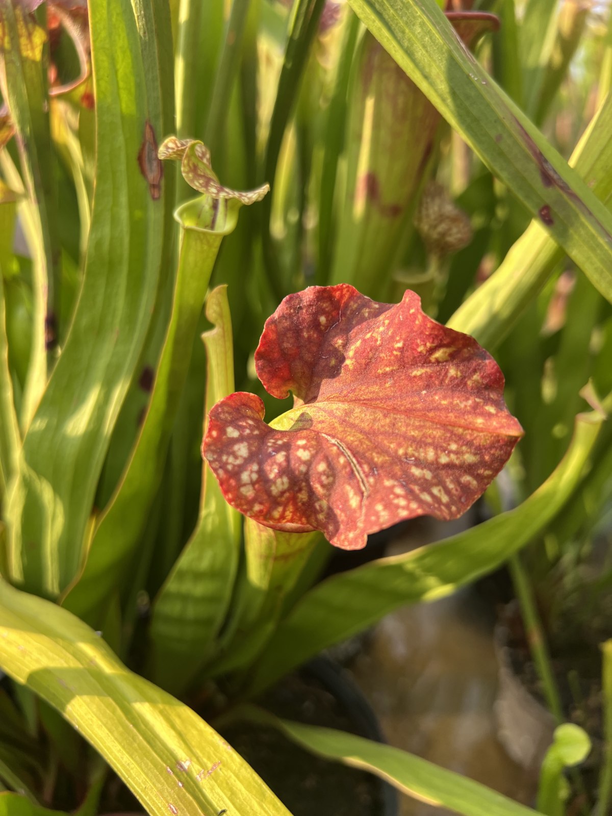 'S x M16 ( x Moorei —- green tube, red lid)' — photo 2