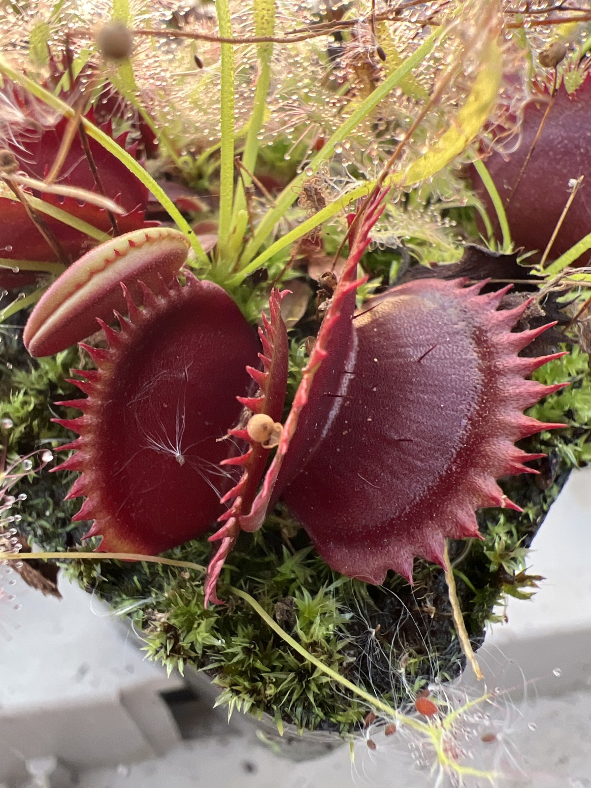 'Trevis Red Dentate' — photo 1