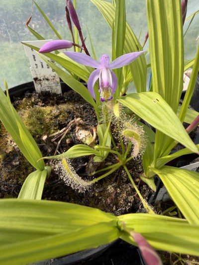 Bletilla striata — photo 1