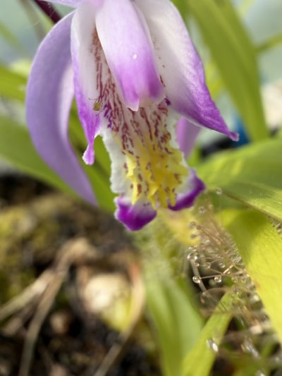 Bletilla striata — photo 3