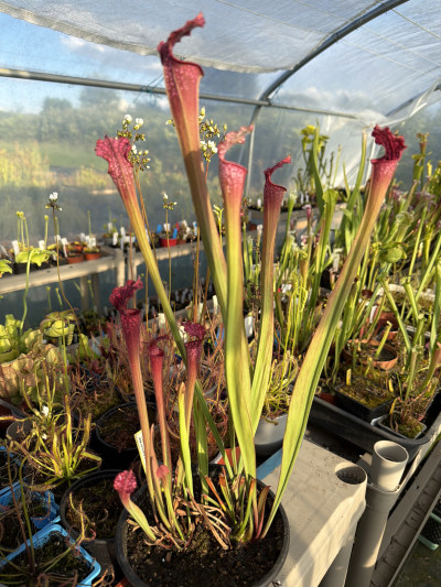 Leucophylla Bonbon F2 — photo 1