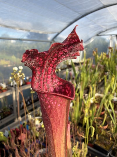 Leucophylla Bonbon F2 — photo 2