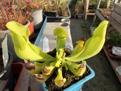 Purpurea f. heterophylla — photo 1