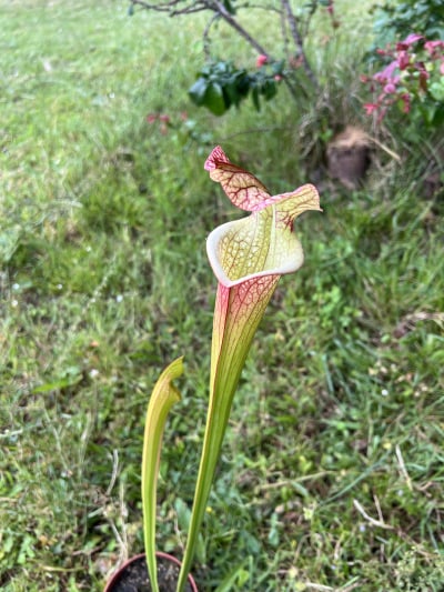 RC02 — photo 1
