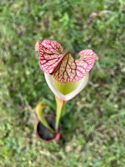 RC02 — photo 2