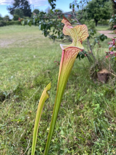 RC02 — photo 3