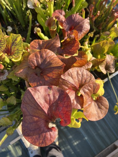 Sarracenia flava — photo 1