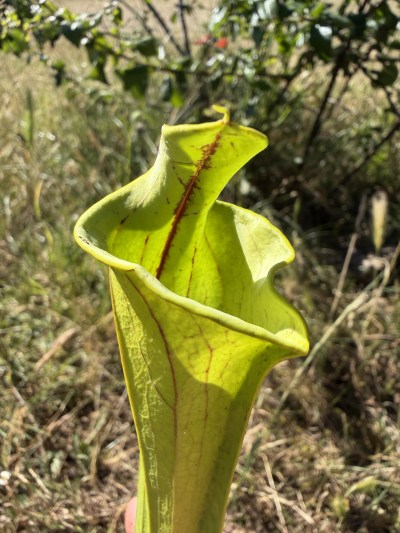 Sarracenia flava Ornata lidless — photo 1