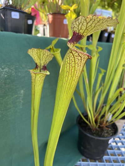 'Hybride leuco x F80' — photo 1