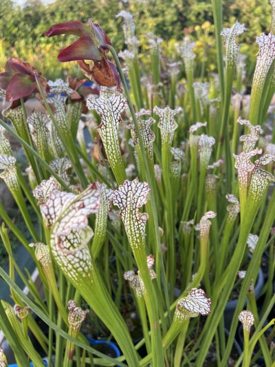 'Hybride 2' — photo 3