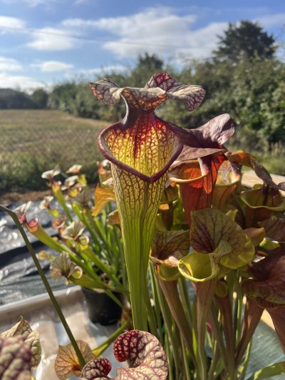 'Elizabeth Ayden' — photo 4