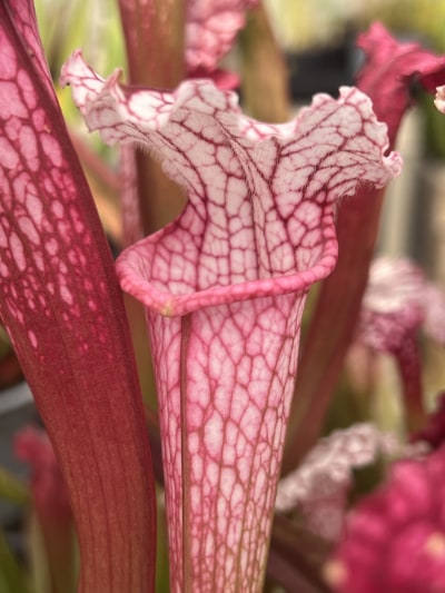 'Pink Thing x Leuco L18 MK #8' — photo 3